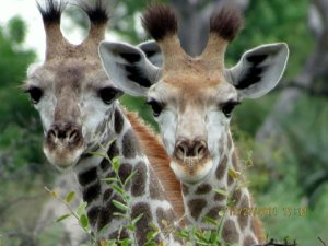Marla Ahlgrimm - Marla-Ahlgrimm-baby giraffes